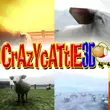 Crazy Cattle 3D APK